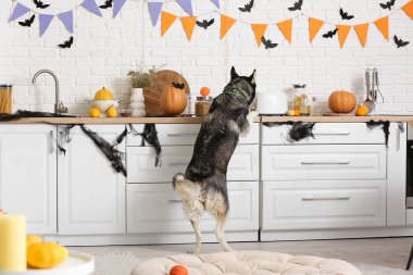 Cadılar Bayramı süslemeleri olan sevimli köpecik evde eğleniyor.