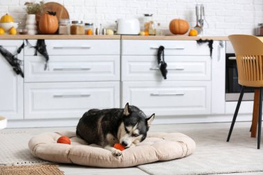 Cadılar Bayramı süslemeleri ve evcil hayvan yatağında duran oyuncak topları olan sevimli, iri kıyım bir köpek.