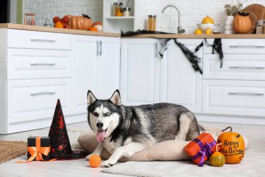 Cadılar Bayramı süslemeleri, balkabakları ve evcil hayvan yatağında hediye kutuları olan sevimli, iri kıyım bir köpek.