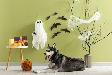 Cadılar Bayramı süsleri yeşil duvarın yanında, evcil hayvan yatağında uzanmış şirin, iri yapılı bir köpek.