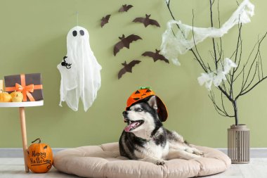 Cadılar Bayramı süsleri yeşil duvarın yanında, evcil hayvan yatağında uzanmış şirin, iri yapılı bir köpek.