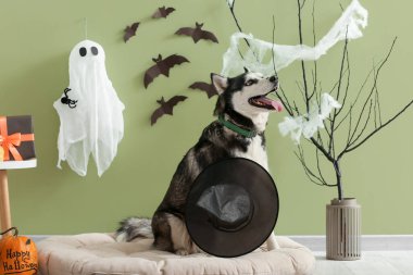 Cadı şapkası ve cadılar bayramı süslemeleriyle yeşil duvarın yanındaki evcil hayvan yatağında oturan sevimli, iri yapılı köpek.