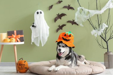 Cadılar Bayramı süsleri yeşil duvarın yanında, evcil hayvan yatağında uzanmış şirin, iri yapılı bir köpek.