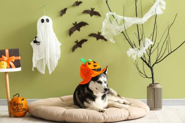 Cadılar Bayramı süsleri yeşil duvarın yanında, evcil hayvan yatağında uzanmış şirin, iri yapılı bir köpek.