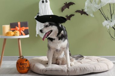 Cadılar Bayramı süslemeleri olan korsan şapkalı şirin, iri kıyım köpek yeşil duvarın yanında, evcil hayvan yatağında oturuyor.