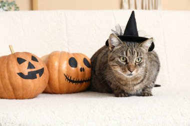 Cadı şapkalı şirin kedi ve evdeki kanepede Cadılar Bayramı balkabağı.