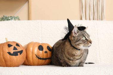 Cadı şapkalı şirin kedi ve evdeki kanepede Cadılar Bayramı balkabağı.