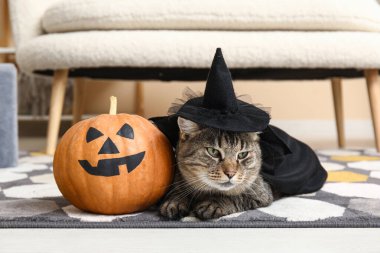 Cadı şapkalı şirin kedi ve halının üstünde Cadılar Bayramı kabağı.