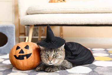 Cadı şapkalı şirin kedi ve halının üstünde Cadılar Bayramı kabağı.