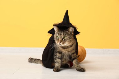 Sarı duvarın yanında cadı şapkalı şirin kedi.