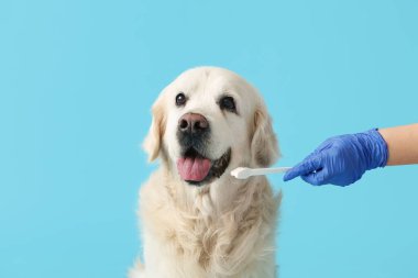 Tıbbi eldivenli kadın, mavi arka planda Labrador köpek dişlerini fırçalıyor.
