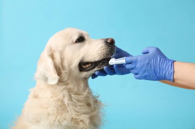 Tıbbi eldivenli kadın elleri mavi arka planda Labrador köpek dişlerini fırçalıyor.