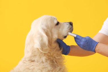 Tıbbi eldivenli kadın elleri sarı arka planda beyaz Labrador köpek dişlerini fırçalıyor.