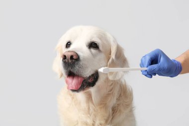 Tıbbi eldivenli bir kadın, gri arka planda beyaz Labrador köpeğinin yanında diş fırçası tutuyor.