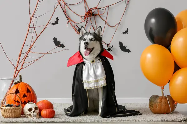 Gri duvarın yanında cadılar bayramı süslemeleri olan Drakula kostümlü şirin bir köpek.