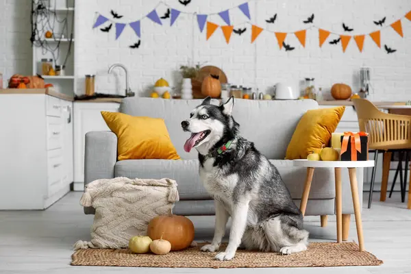 Evde cadılar bayramı süslemeleri olan sevimli, iri yarı bir köpek.