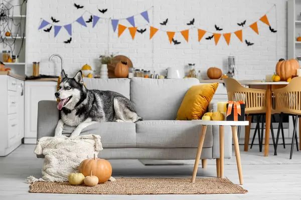 Evde kanepede uzanmış Cadılar Bayramı süslemeleri olan sevimli, iri yapılı bir köpek.