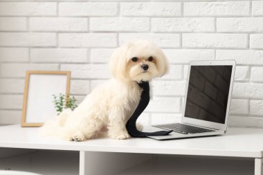 Şirin beyaz Bolonez kravatlı köpek iş yerinde dizüstü bilgisayarla şık bir ofiste oturuyor.