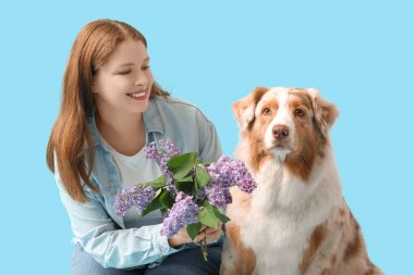 Genç bir kadın ve Avustralya çoban köpeği. Mavi arka planda oturan leylak çiçekleri.