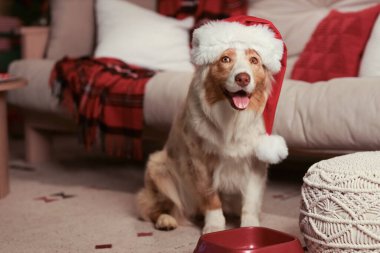 Noel arifesinde evde Noel Baba şapkalı şirin Avustralyalı çoban köpeği