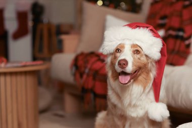 Noel arifesinde evde Noel Baba şapkalı şirin Avustralya çoban köpeği, yakın plan.