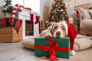 Noel Baba şapkalı Avustralyalı çoban köpeği Noel arifesinde evde yatıyor.