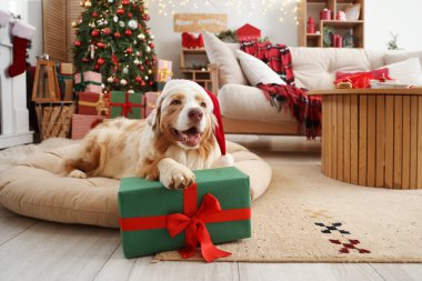 Noel Baba şapkalı Avustralyalı çoban köpeği Noel arifesinde evde yatıyor.