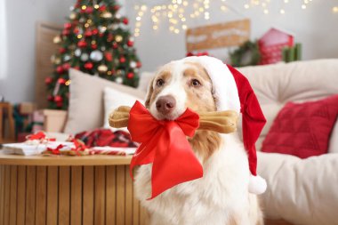 Noel Baba şapkalı Avustralyalı çoban köpeği Noel arifesinde evde atıştırmalık hediyelerle