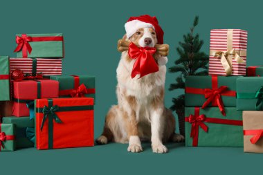 Noel Baba şapkalı şirin Avustralyalı çoban köpeği ve yeşil arka planda Noel hediyeleri.
