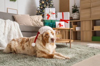 Noel Baba şapkalı Avustralyalı çoban köpeği Noel arifesinde evde yatıyor.