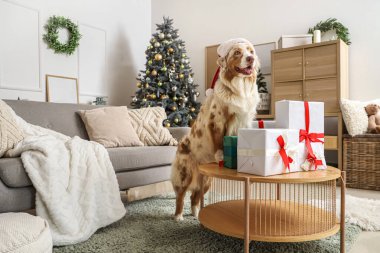 Noel Baba şapkalı Avustralyalı çoban köpeği evde masada hediyelerle