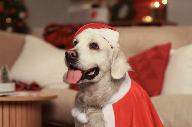 Noel arifesinde evde Noel Baba kostümlü Labrador köpeği, yakın plan.