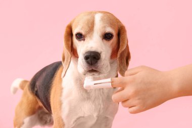 Pembe arka planda diş fırçası olan sevimli bir köpek ve kadın eli.