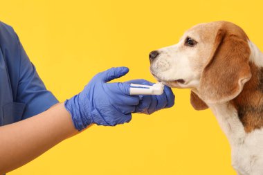 Sarı arka planda sevimli köpeğin dişlerini fırçalayan kadın veteriner.