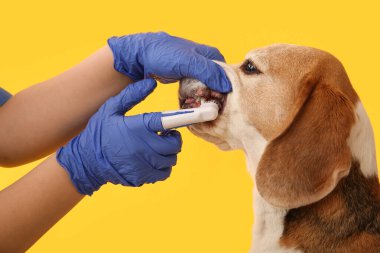 Sarı arka planda sevimli köpeğin dişlerini temizleyen kadın veteriner.