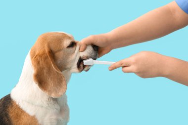 Mavi arka planda şirin bir köpeğin dişlerini fırçalayan kadın veteriner.