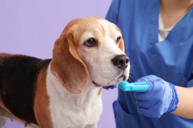 Leylak arka planında sevimli bir köpeğin dişlerini fırçalayan kadın veteriner.