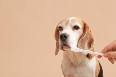 Bej arka planda sevimli köpeğin dişlerini temizleyen kadın veteriner.