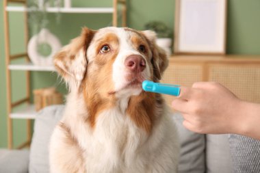 Şirin Avustralyalı çoban köpeği ve evde diş fırçası olan sahibi.