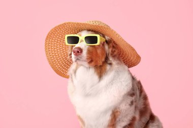Güneş gözlüklü ve pembe şapkalı şirin Avustralya çoban köpeği. Turizm konsepti