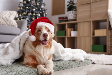 Noel arifesinde evde yatan ekoseli Noel Baba şapkalı Avustralya çoban köpeği.