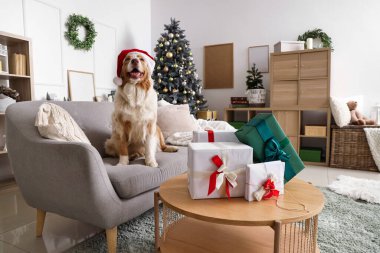 Noel arifesinde evde Noel Baba şapkalı Avustralyalı çoban köpeği