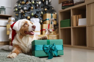 Noel Baba şapkalı Avustralyalı çoban köpeği evde yerde yatıyor.