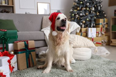Noel Baba şapkalı şirin Labrador köpeği ve evde Noel hediyeleri.