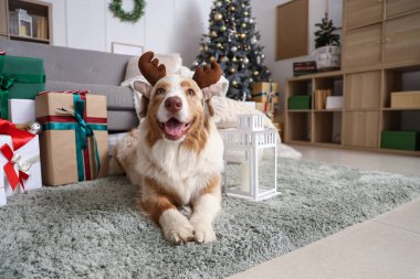 Geyik boynuzlu Avustralya çoban köpeği Noel hediyeleri ve fenerle evde yatıyor.