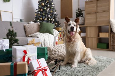 Evde Noel hediyeleriyle ren geyiği boynuzları içinde şirin Labrador köpeği.