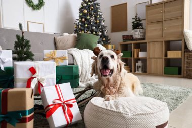 Evde Noel hediyeleriyle ren geyiği boynuzları içinde şirin Labrador köpeği.