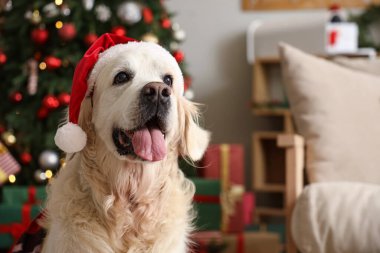 Noel arifesinde evde Noel Baba şapkalı şirin Labrador köpeği, yakın plan.