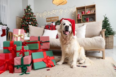 Noel Baba şapkalı şirin Labrador köpeği ve Noel arifesinde evde hediyeler.