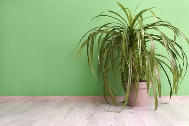 Yeşil duvarın karşısında bir saksı var.